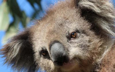 Mammals of the Great Ocean Road, part 2.