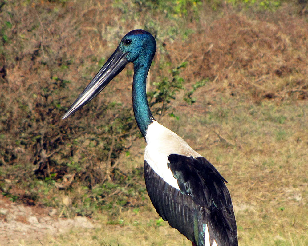 jabiru - top end tour