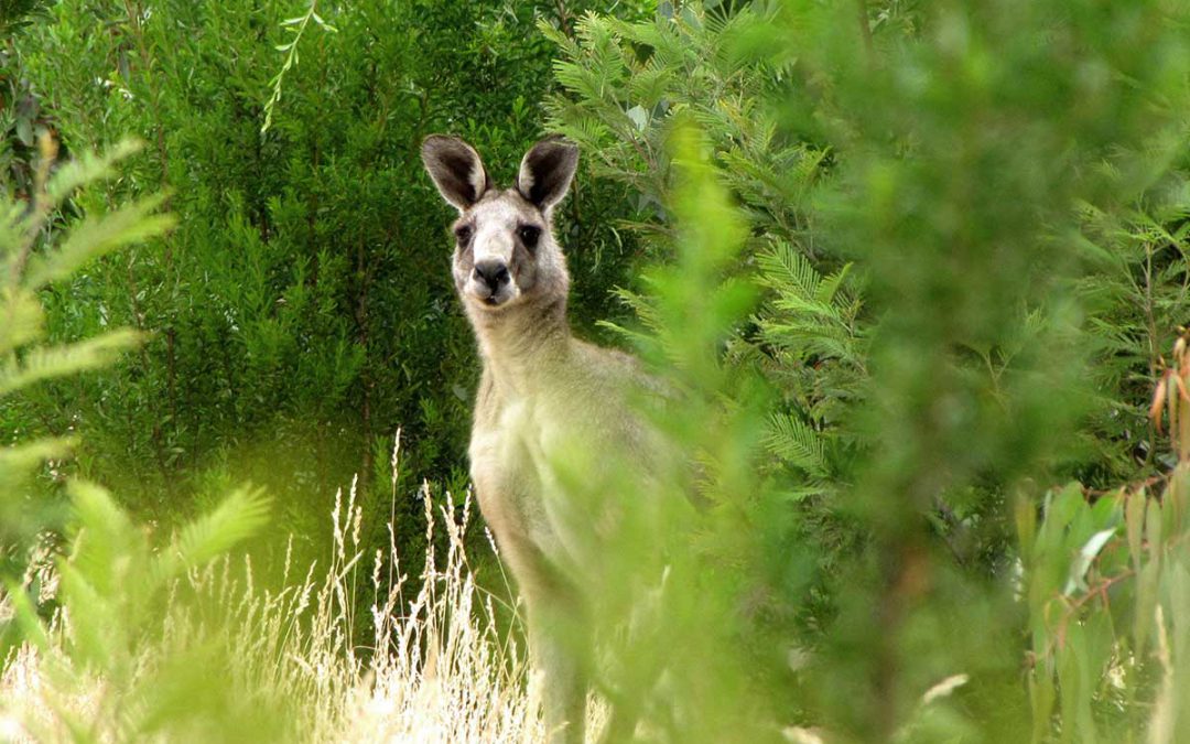 13 unique kangaroo images: can you help us decide which is best?