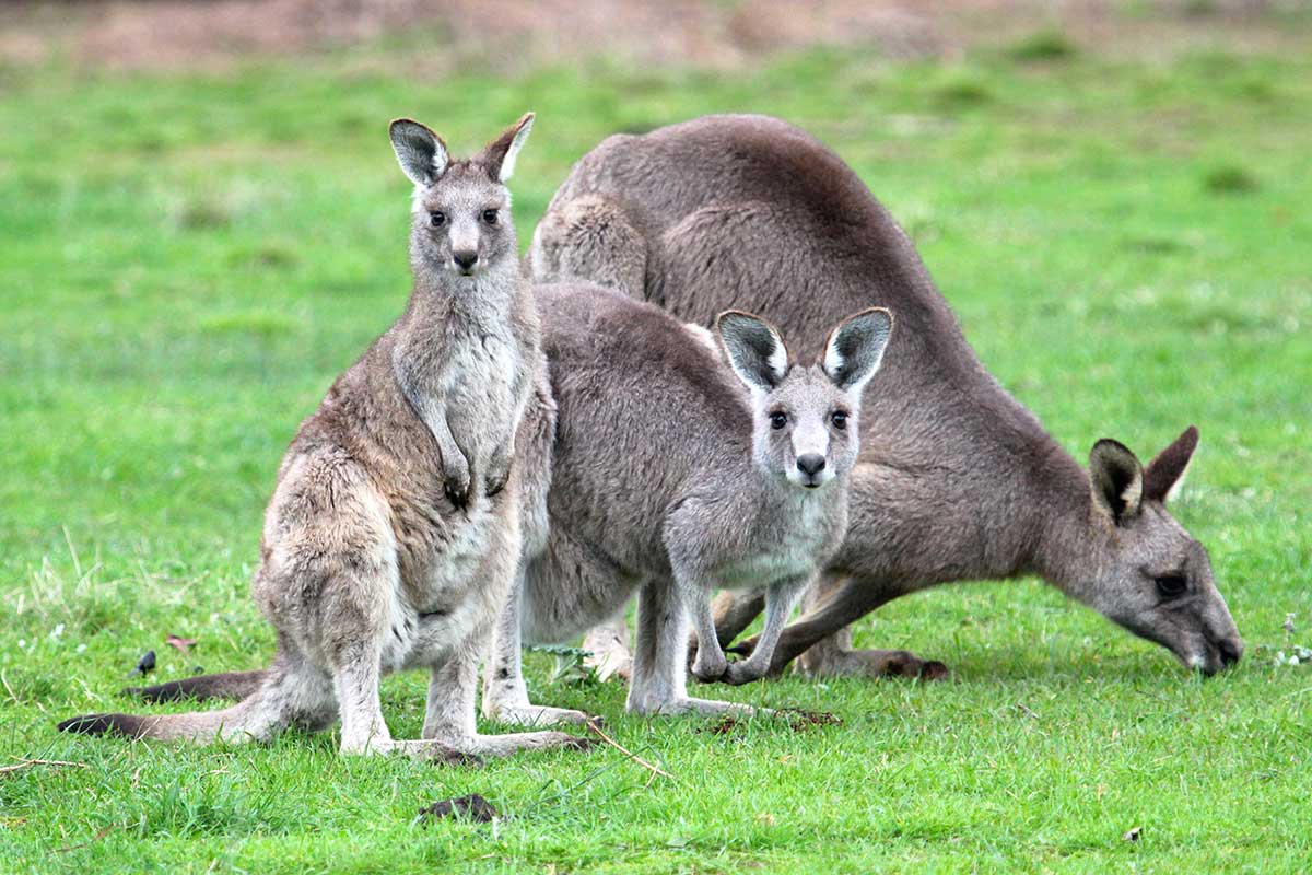 kangaroo tours