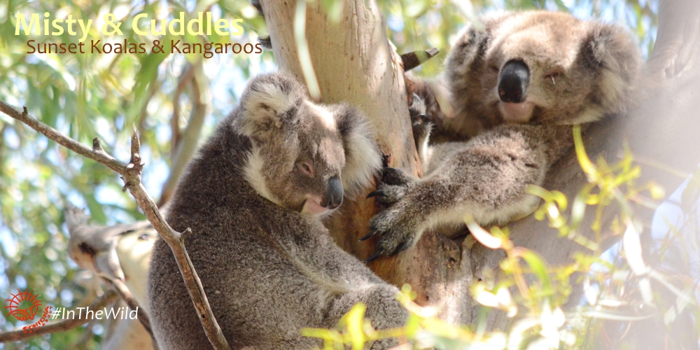 Koala joey with mother 