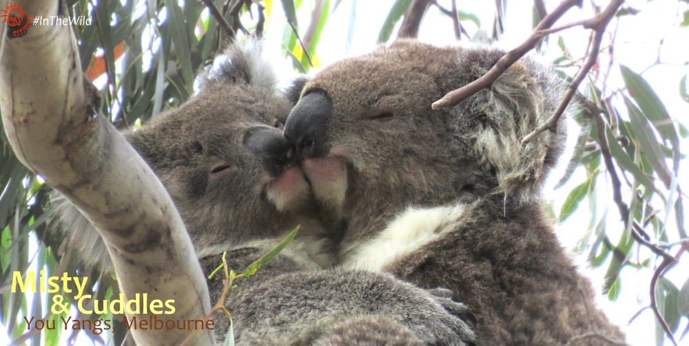 Baby koalas are called joeys