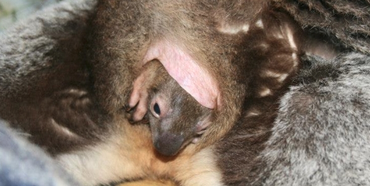 Koala joey in pouch