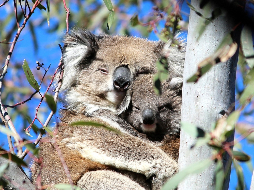 Wild Koala with Joey