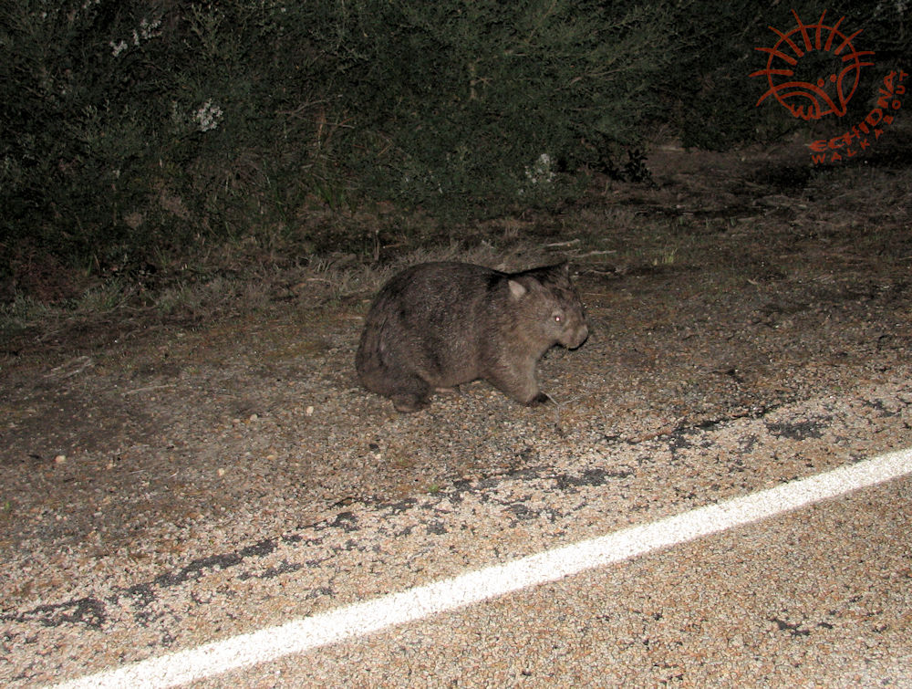 Common Wombat