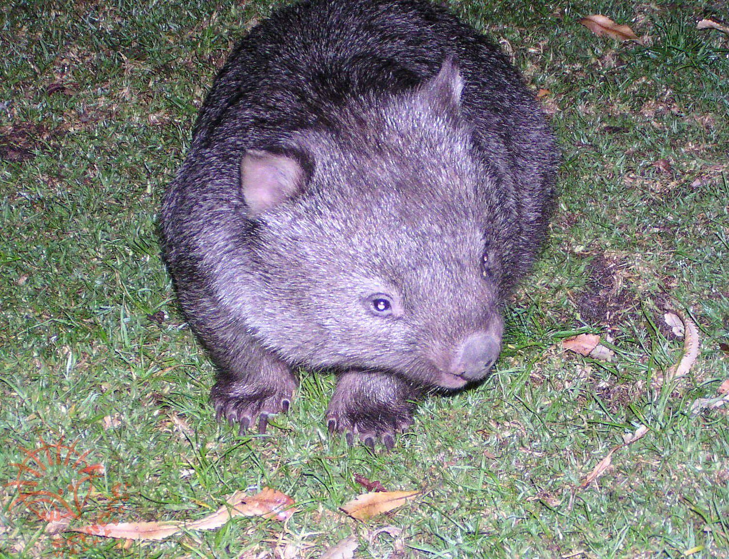 Common Wombat