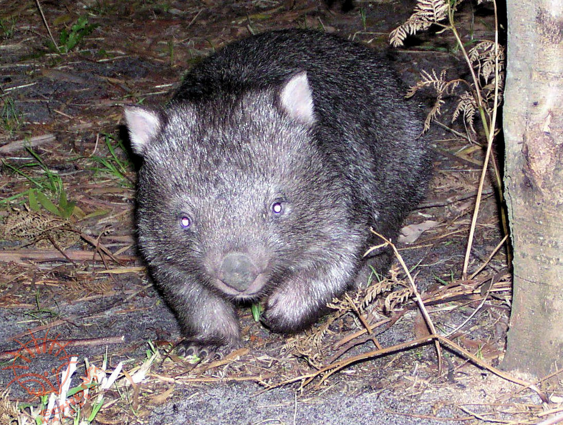 Bare-nosed Wombat