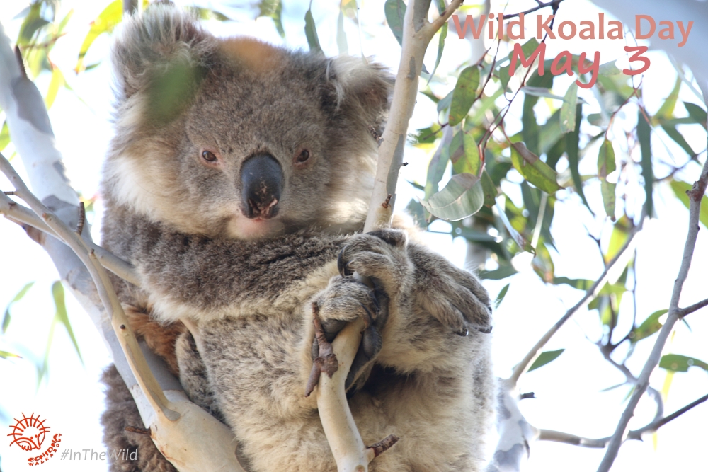 wild koala in a gum tree for Wild Koala Day