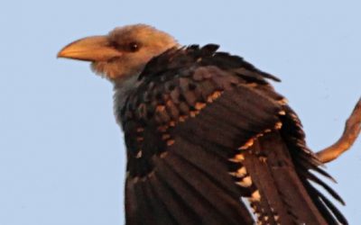 Cuckoos are cool. Weird birds in Australia.
