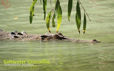 Crocodiles are beautiful