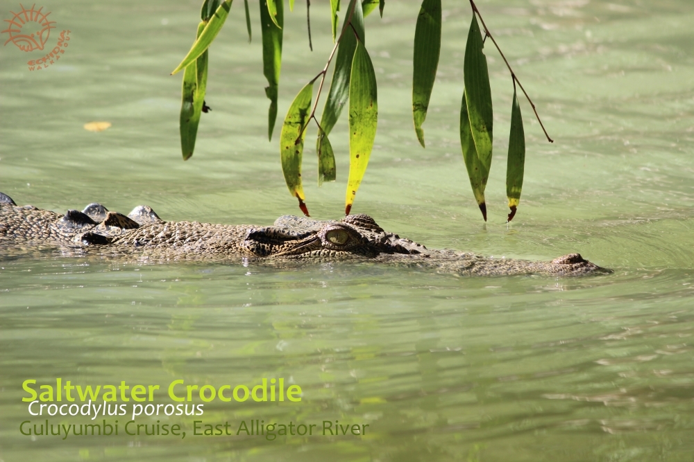 Crocodiles are beautiful