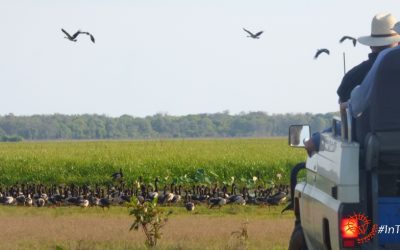 A wildlife safari in Australia