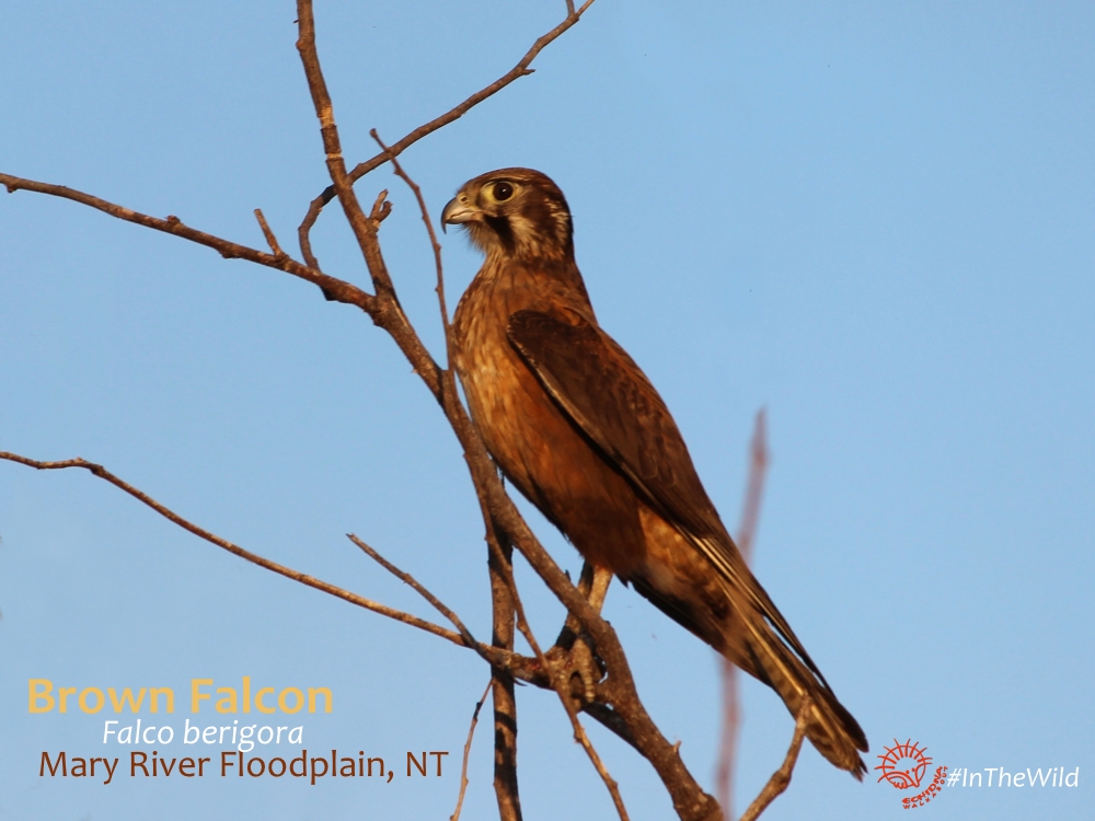 Brown Falcon on Australian safari