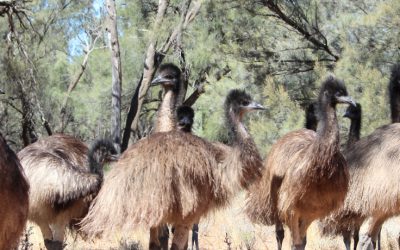 Teenage emus in the Outback