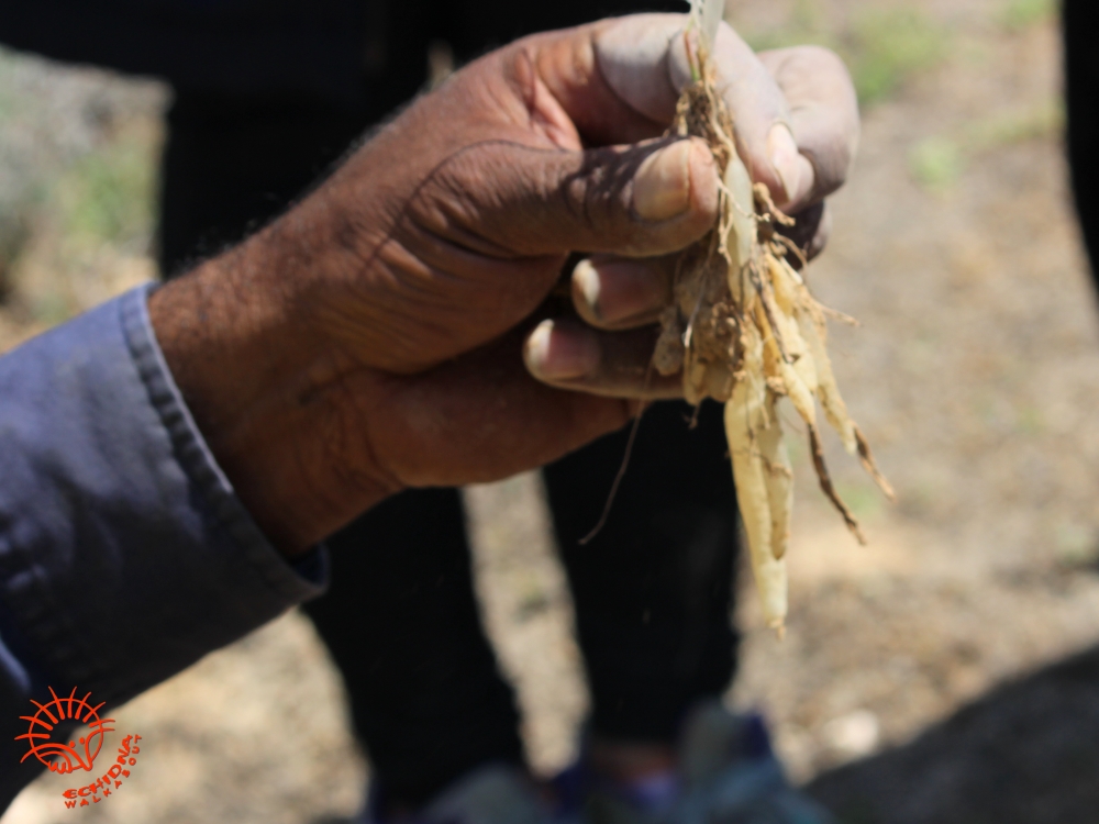 Aboriginal food plants