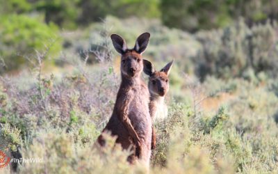 Mungo: home to families for millions of years