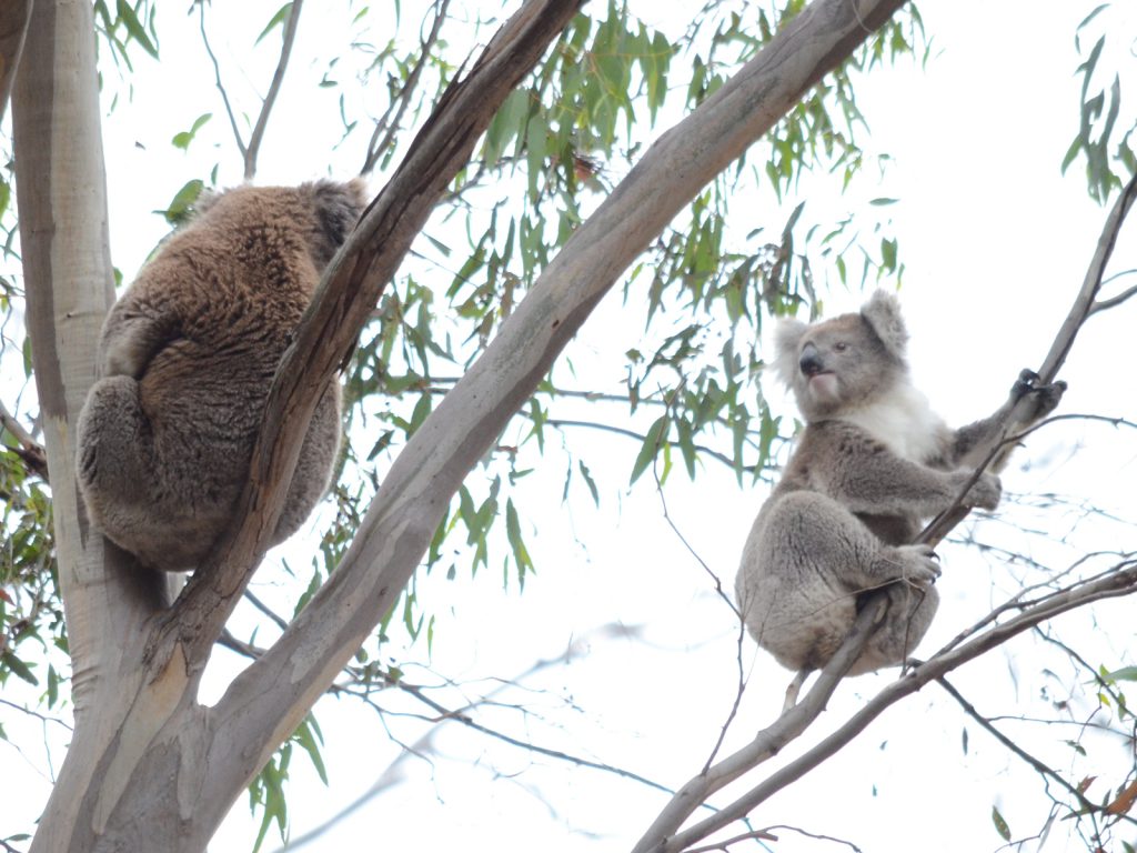 Koalas don't sleep all the time