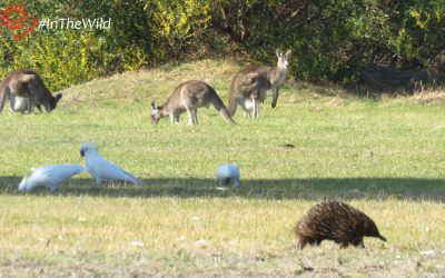 Wildlife Journey 10 to 13 September 2017