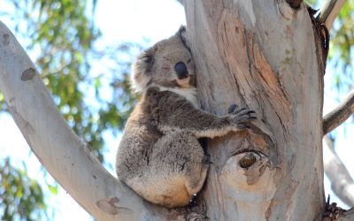 Kangaroo Koala Tour In The Wild One Day Tour Echidna Walkabout