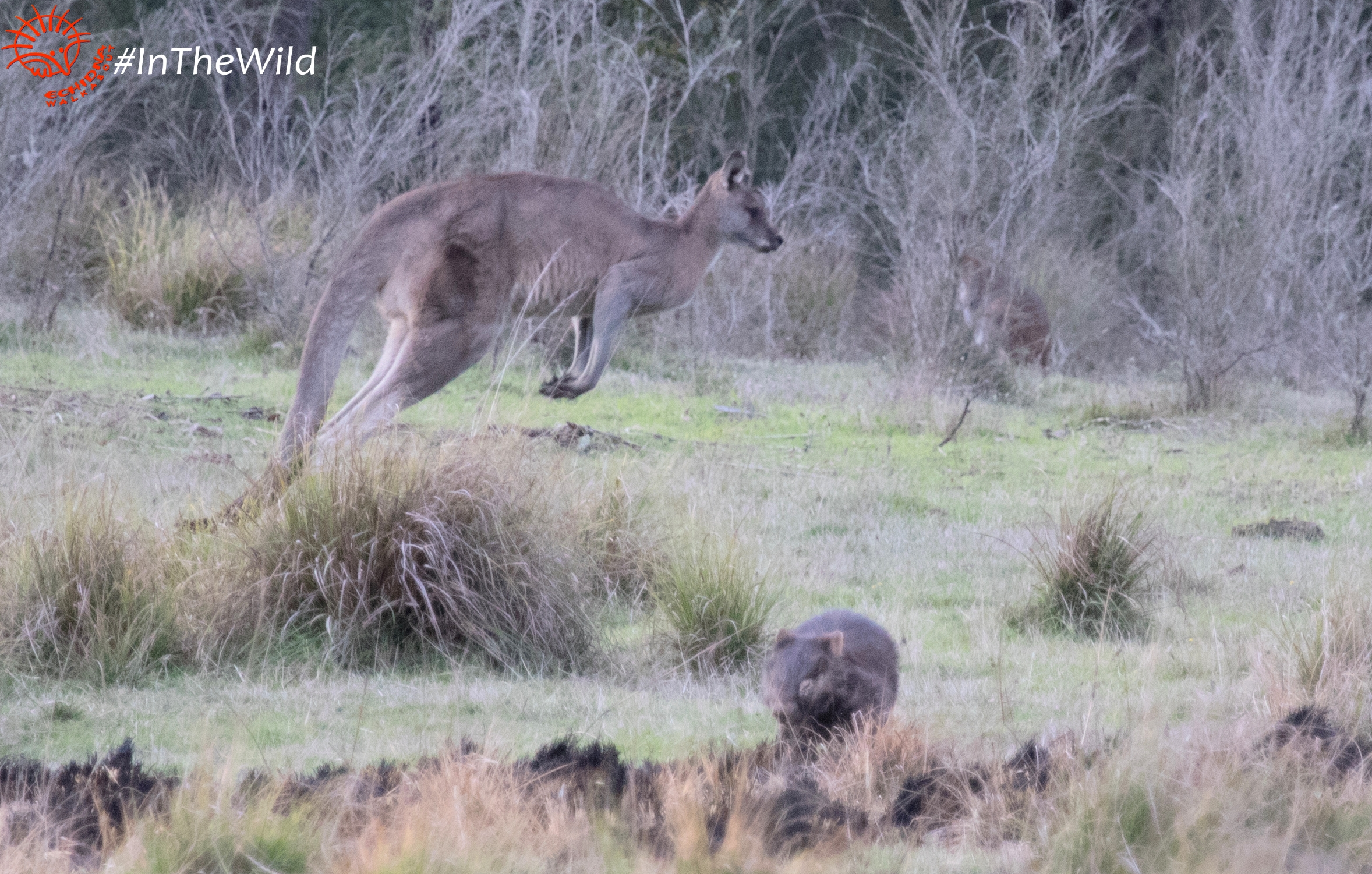 wombat kangaroo wallaby east gippsland