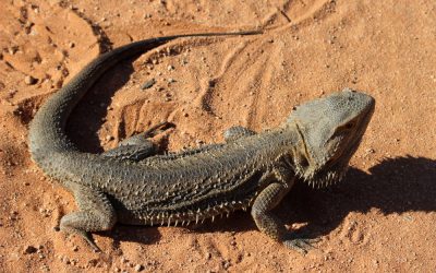 Mungo Outback Journey 29 to 31 October 2016