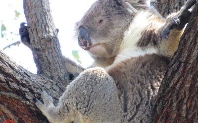 About Koala Anzac