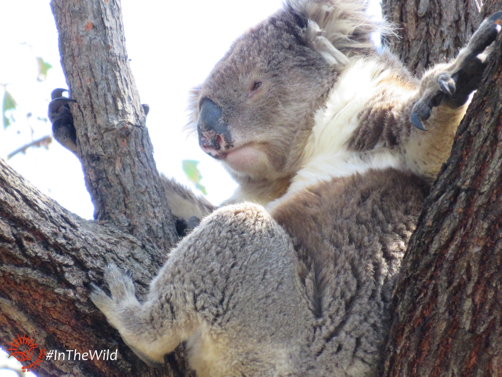 About Koala Anzac