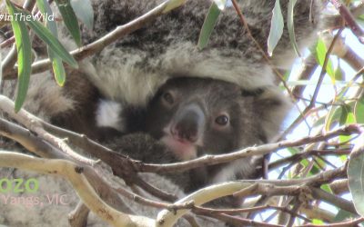 About Koala Kozo