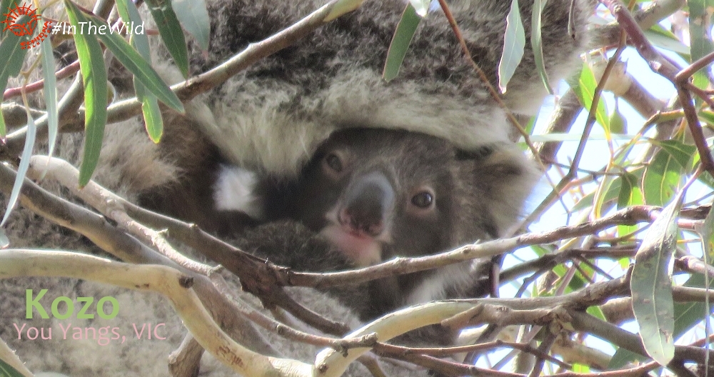 cute koala joey Kozo