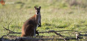 best tour for Australian wildlife