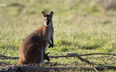 Wildlife Journey: best for wildlife