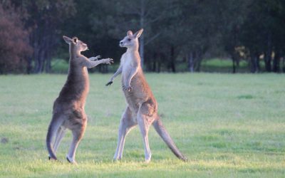 What’s the best time to see Australian animals?