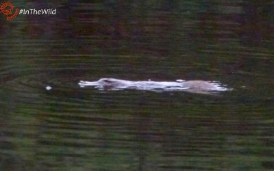 The magical Snowy River platypus.