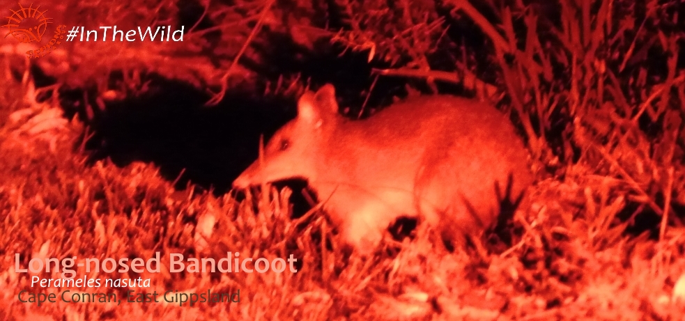 where to see bandicoots