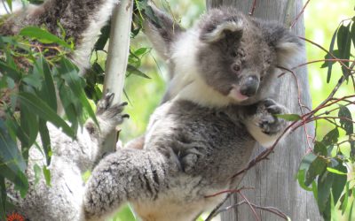 About Koala Cuddles