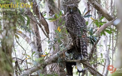 The Powerful Owls of Buchan, East Gippsland.