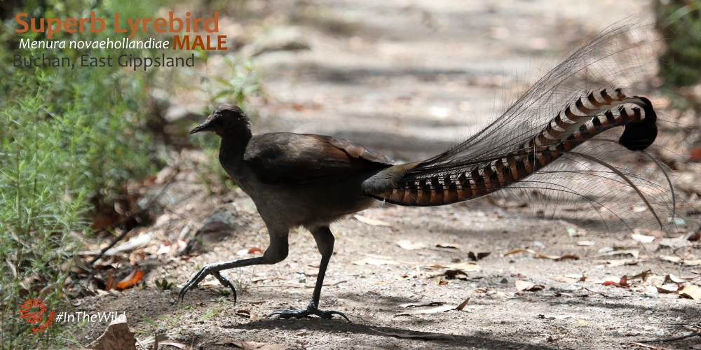 best place to see lyrebirds