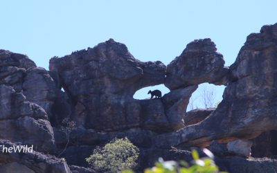 The kangaroo that taught me a lesson