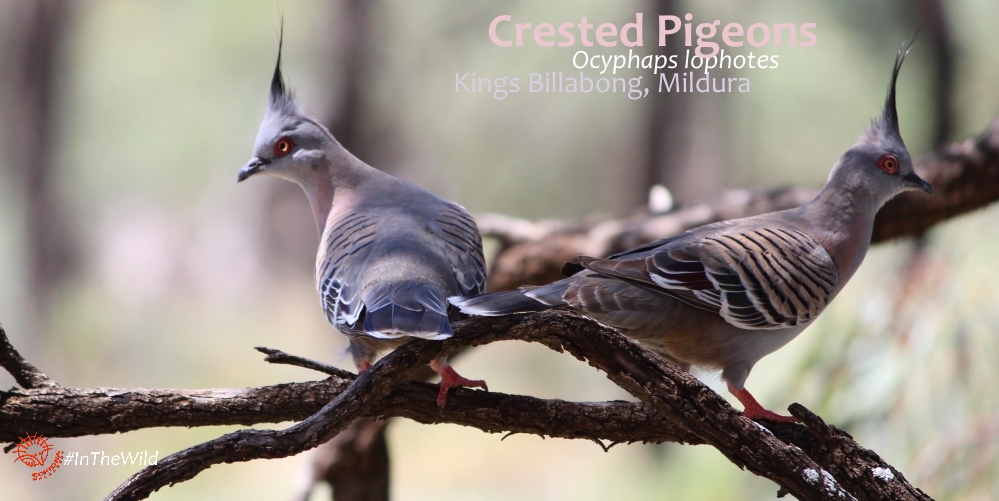 where to see pigeons in Australia