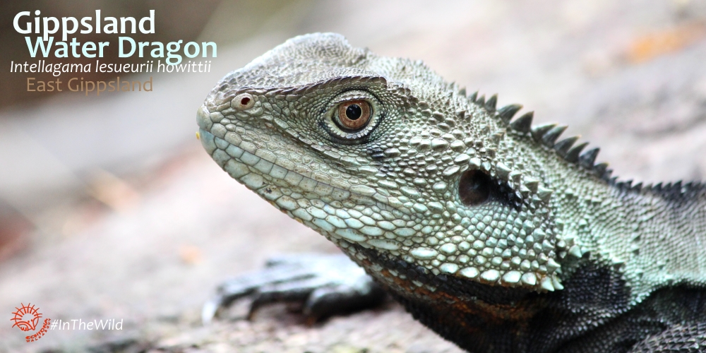 see most Water Dragons in the wild