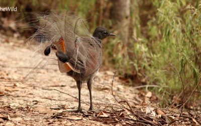 Lyrebirds can fly!