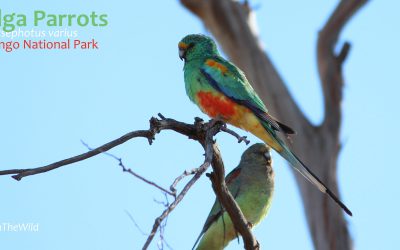 Where To See Australian Wildlife, part 1.