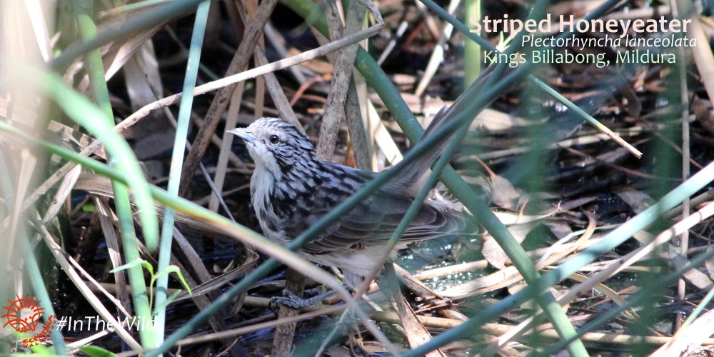 where to see honeyeaters