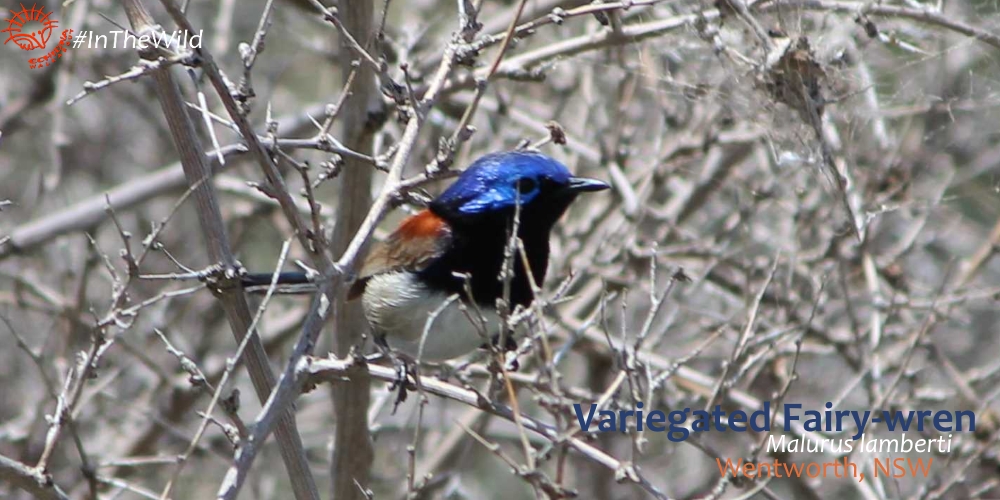 Mungo best place to see fairy-wrens