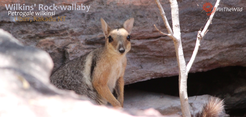 eastern short-eared rock wallaby kakadu
