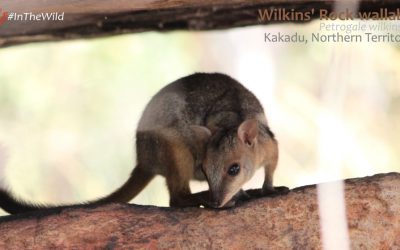 A beautiful mystery: the Wilkins’ Rock-wallaby