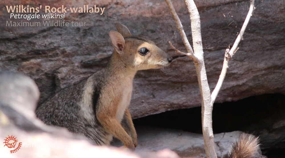 Rock Wallaby Kakadu