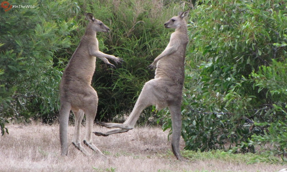 kangaroo fighting human