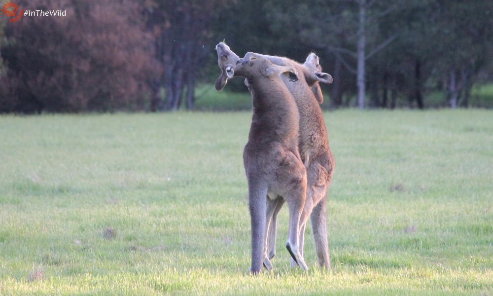 kangaroo fighting human