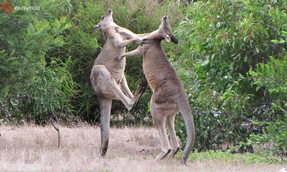how male kangaroos fight